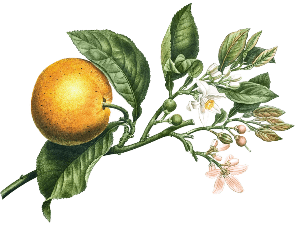 fiori d'arancio