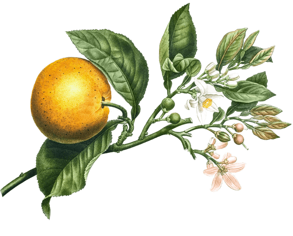 fiori d'arancio