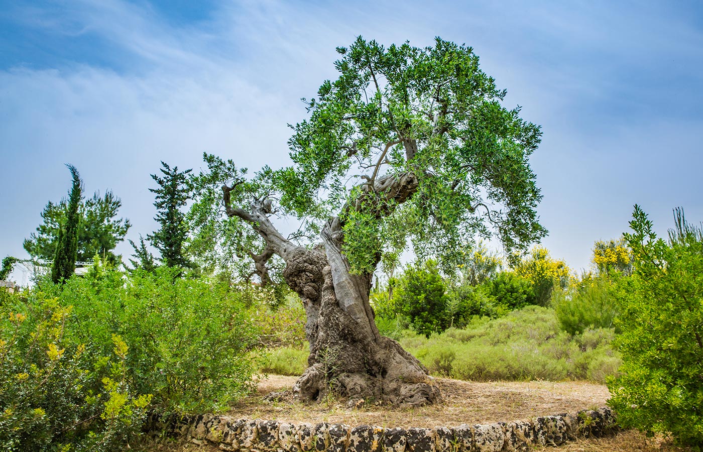 Masseria Montenapoleone