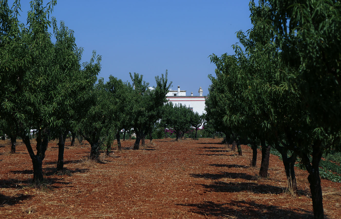 masseria rustica