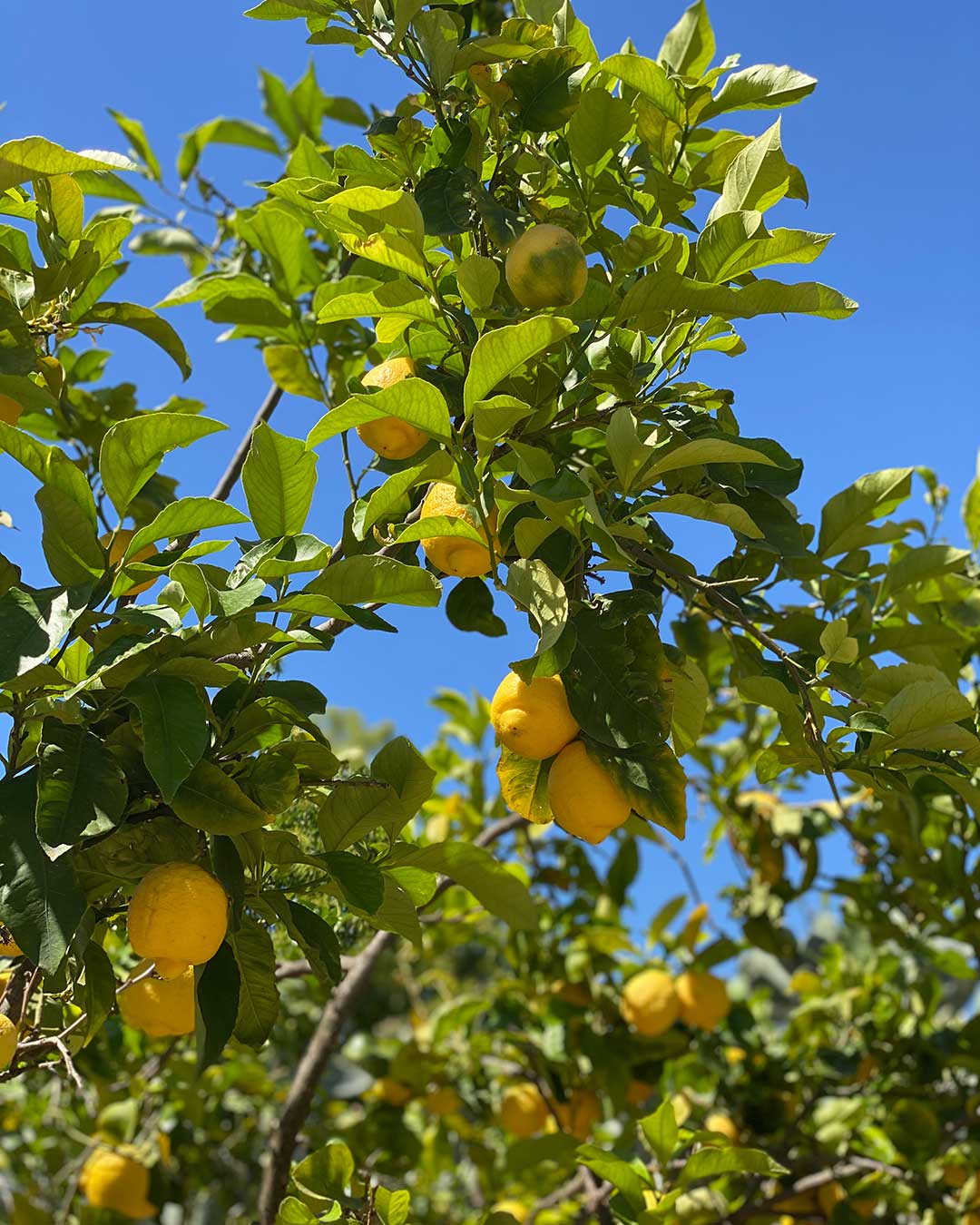 biomasseria in puglia