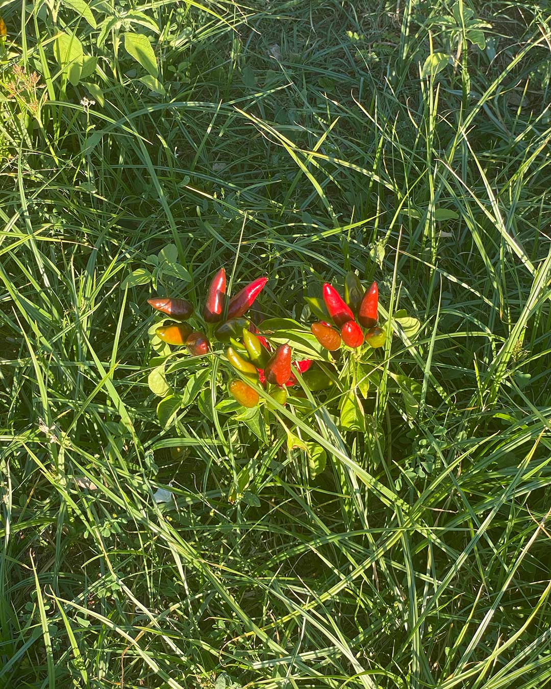 biomasseria in puglia