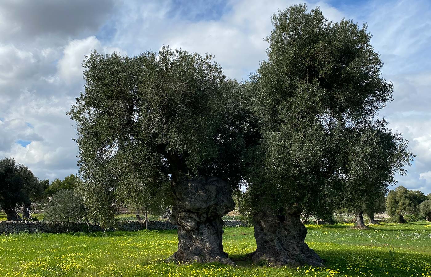 yoga retreat in masseria