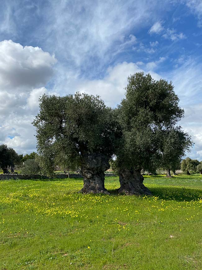 yoga retreat in masseria