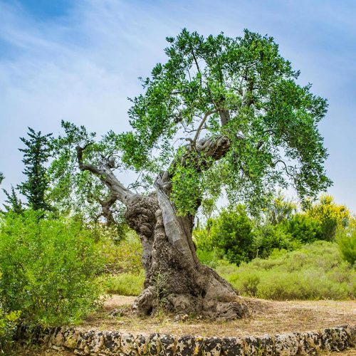 scopri la puglia