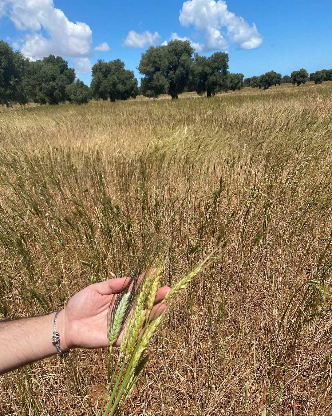 biomasseria in puglia