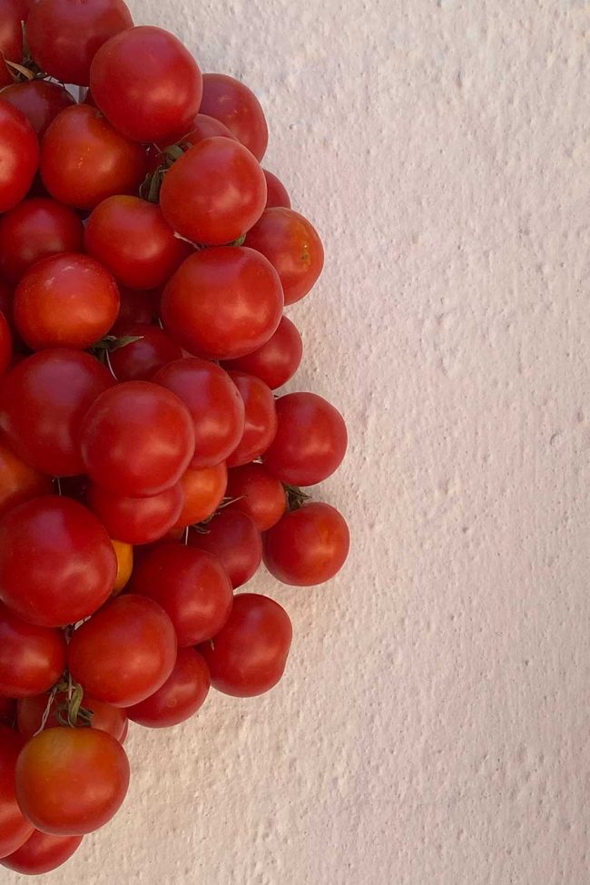 biomasseria in puglia